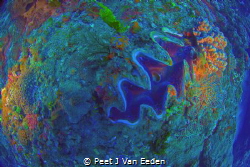 The Blue Planet. Marine reserve, KZN, Rocktail Bay, South... by Peet J Van Eeden 